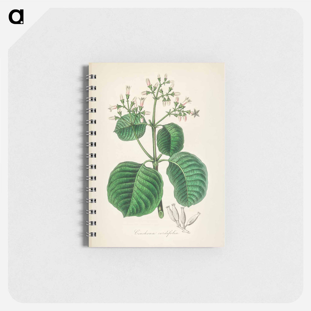 アートメモ帳-Cartagena Bark (Cinchona Cordifolia)
 - 薬用植物学 Memo.