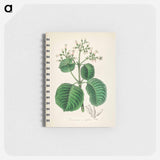 アートメモ帳-Cartagena Bark (Cinchona Cordifolia)
 - 薬用植物学 Memo.