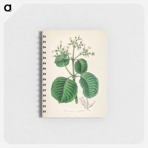 アートメモ帳-Cartagena Bark (Cinchona Cordifolia)
 - 薬用植物学 Memo.