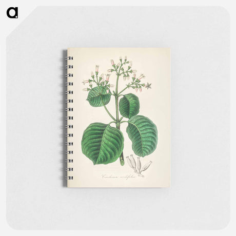 アートメモ帳-Cartagena Bark (Cinchona Cordifolia)
 - 薬用植物学 Memo.