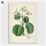 2-40_Medical-Botany_picture-crop