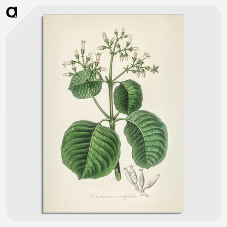 2-40_Medical-Botany_picture-crop