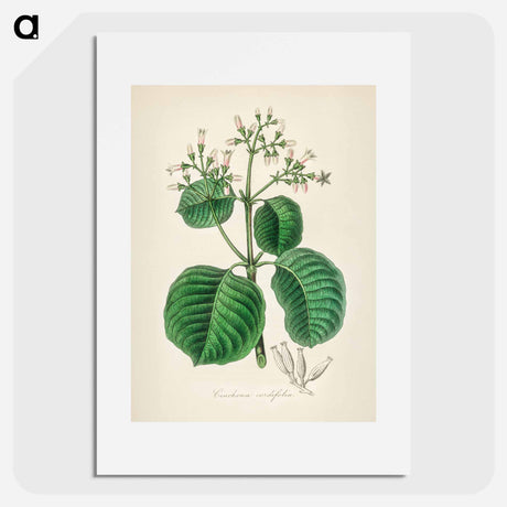 アートポスター-Cartagena Bark (Cinchona Cordifolia)
 - 薬用植物学 Poster.