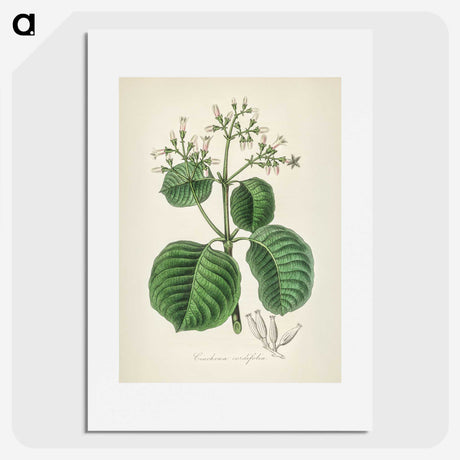 2-40_Medical-Botany_picture
