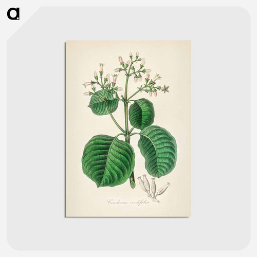 Cartagena Bark (Cinchona Cordifolia)
 - Medicinal Botany Postcard.