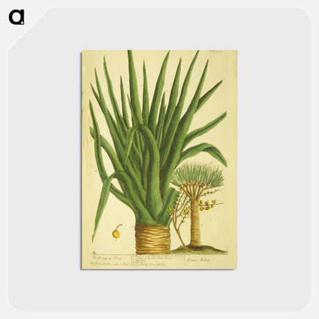 アートポストカード-Draco arbor
 - 国立医学図書館 Postcard.