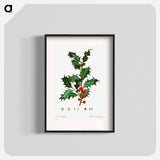 Common holly - Pierre Joseph Redouté Poster.