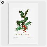 Common holly - Pierre Joseph Redouté Poster.