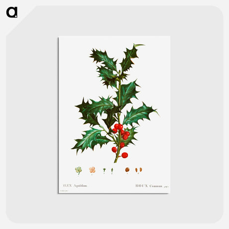 アートポストカード-Common holly - ピエール ジョゼフ ルドゥーテ Postcard.