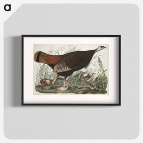アートポスター-Great American Hen and Young from Birds of America
 - アメリカの鳥たち Poster.
