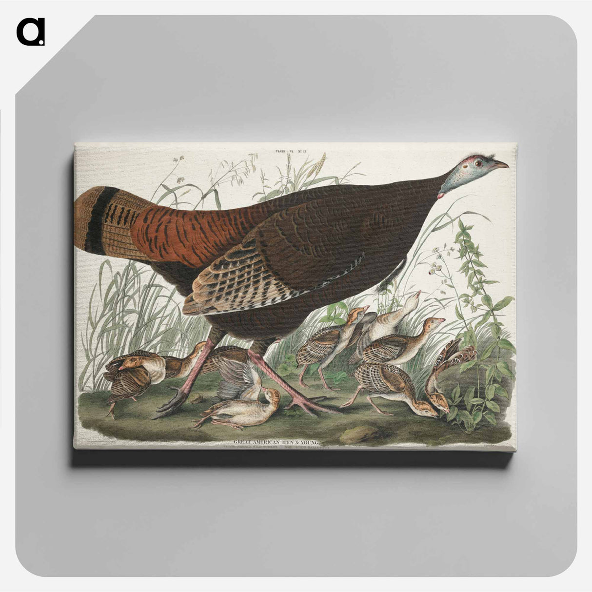 アートパネル-Great American Hen and Young from Birds of America
 - アメリカの鳥たち Canvas.