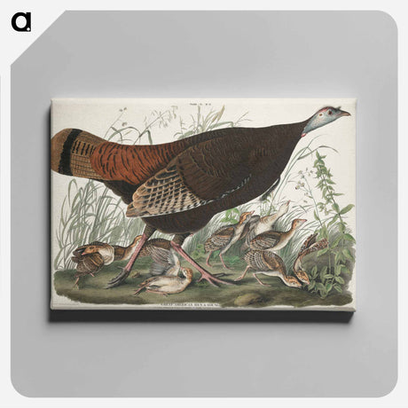 アートパネル-Great American Hen and Young from Birds of America
 - アメリカの鳥たち Canvas.