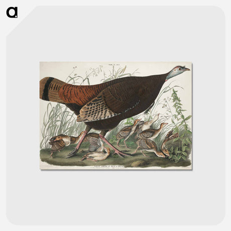 アートポストカード-Great American Hen and Young from Birds of America
 - アメリカの鳥たち Postcard.