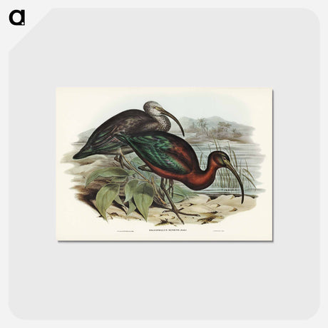 アートポストカード-Glossy Ibis
 - オーストラリアの鳥 Postcard.