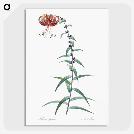 2-40_The-Lilies_picture-crop