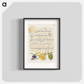 アートポスター-Sweet Violet and Spanish Broom from Mira Calligraphiae Monumenta
 - 書道のお手本 Poster.