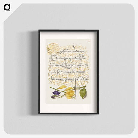アートポスター-Sweet Violet and Spanish Broom from Mira Calligraphiae Monumenta
 - 書道のお手本 Poster.