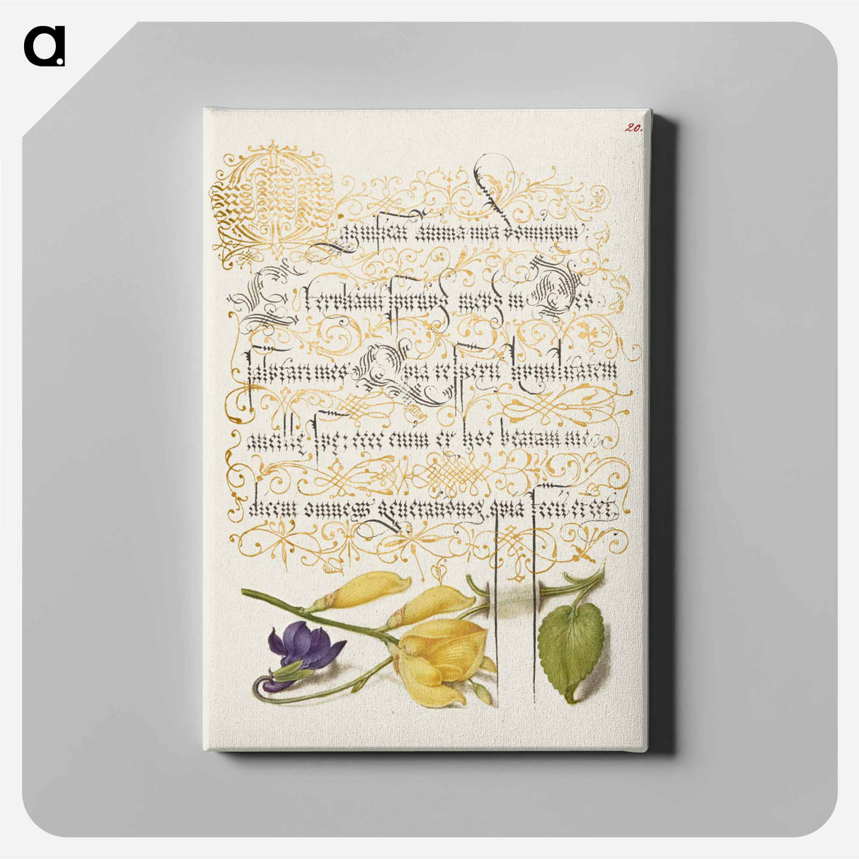 アートパネル-Sweet Violet and Spanish Broom from Mira Calligraphiae Monumenta
 - 書道のお手本 Canvas.