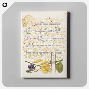 アートパネル-Sweet Violet and Spanish Broom from Mira Calligraphiae Monumenta
 - 書道のお手本 Canvas.