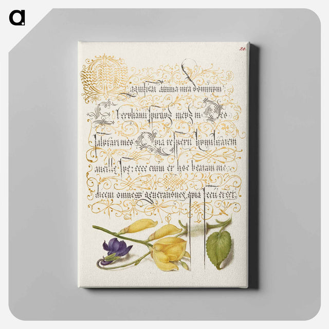アートパネル-Sweet Violet and Spanish Broom from Mira Calligraphiae Monumenta
 - 書道のお手本 Canvas.
