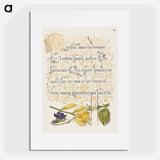 アートポスター-Sweet Violet and Spanish Broom from Mira Calligraphiae Monumenta
 - 書道のお手本 Poster.