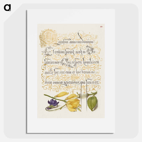 アートポスター-Sweet Violet and Spanish Broom from Mira Calligraphiae Monumenta
 - 書道のお手本 Poster.