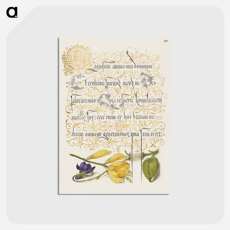 アートポストカード-Sweet Violet and Spanish Broom from Mira Calligraphiae Monumenta
 - 書道のお手本 Postcard.