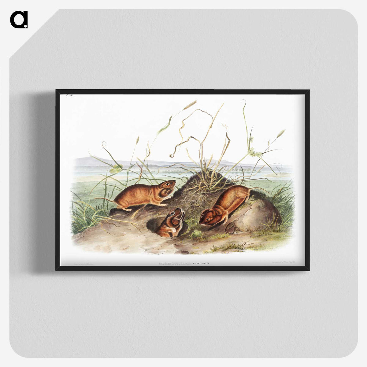 2-40_The-Viviparous-Quadrupeds_blk-crop