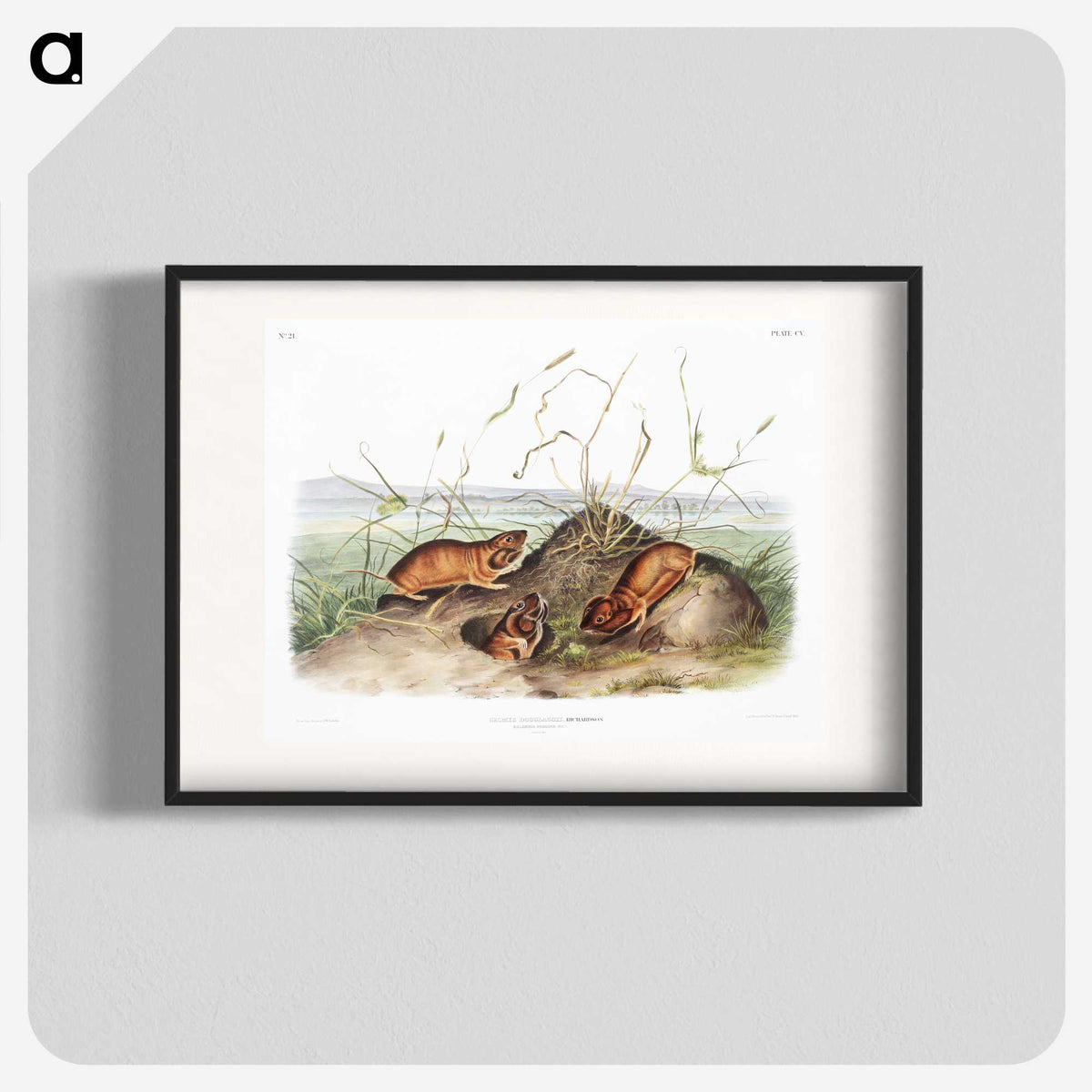 2-40_The-Viviparous-Quadrupeds_blk