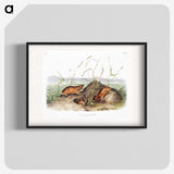 2-40_The-Viviparous-Quadrupeds_blk