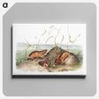 2-40_The-Viviparous-Quadrupeds_canvas