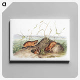 2-40_The-Viviparous-Quadrupeds_canvas