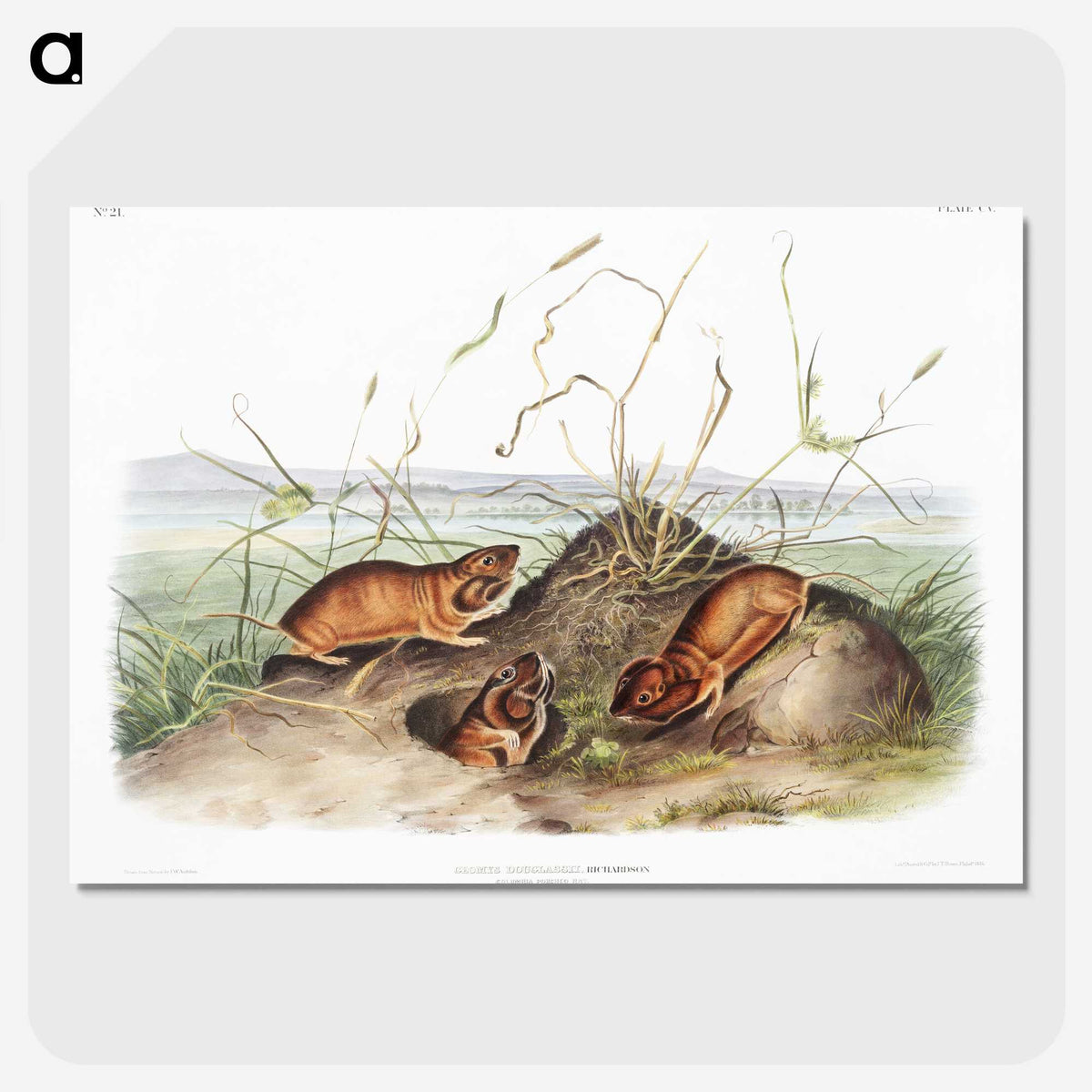 2-40_The-Viviparous-Quadrupeds_picture-crop