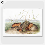 2-40_The-Viviparous-Quadrupeds_picture-crop