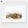 2-40_The-Viviparous-Quadrupeds_picture