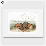 2-40_The-Viviparous-Quadrupeds_picture