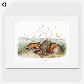 2-40_The-Viviparous-Quadrupeds_picture