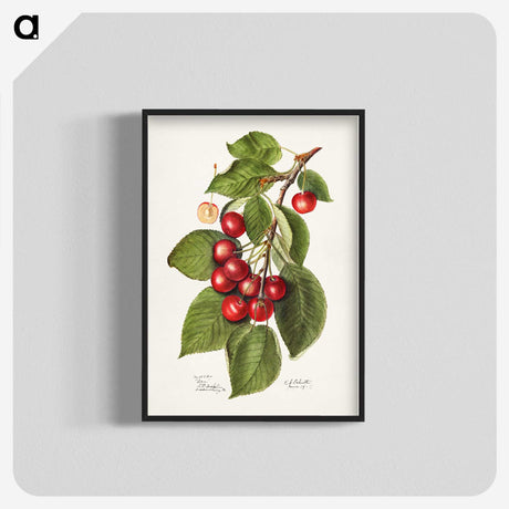 2-40_USDA-Watercolor-Fruit-Painting-Collection_blk-crop