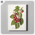 2-40_USDA-Watercolor-Fruit-Painting-Collection_canvas