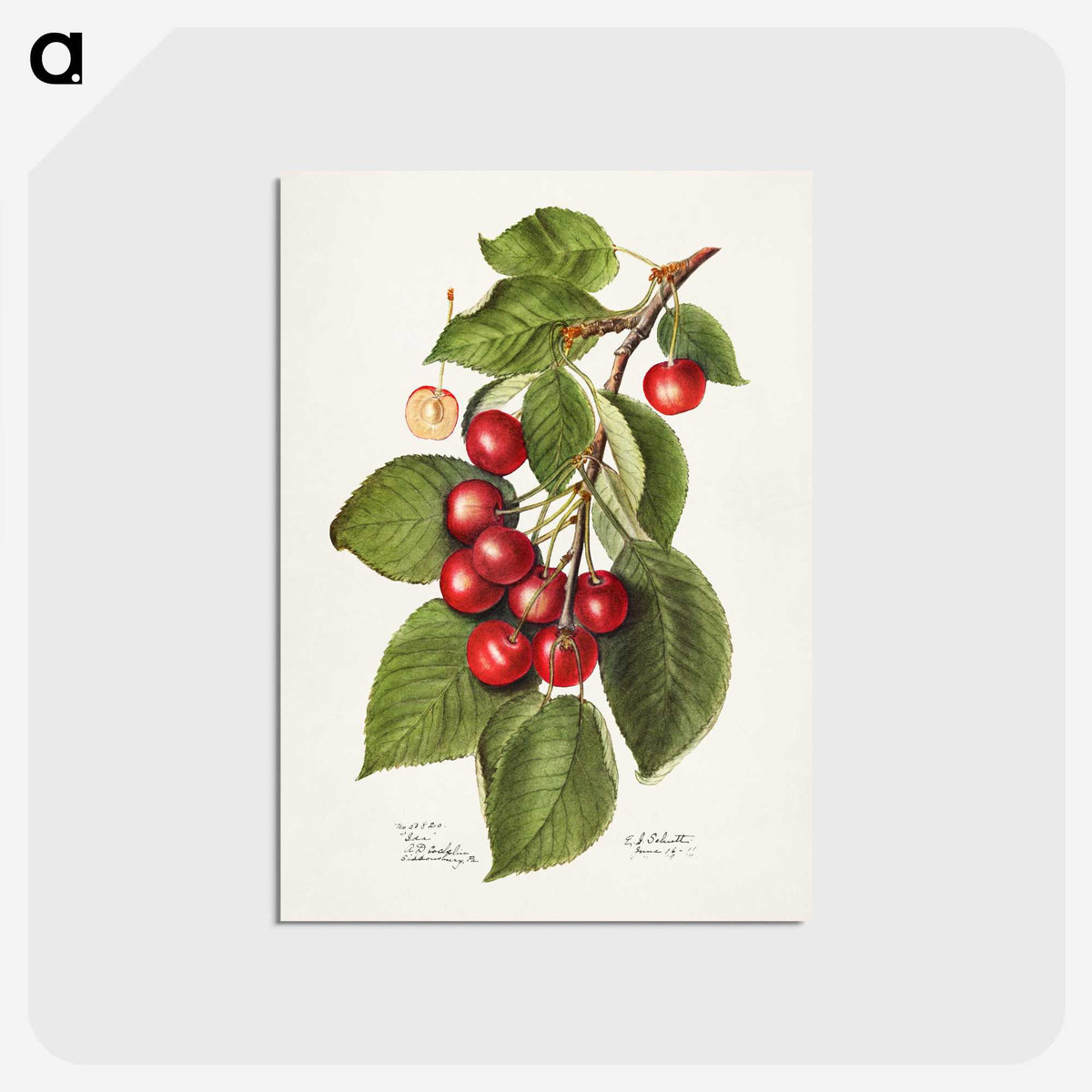 2-40_USDA-Watercolor-Fruit-Painting-Collection_postcard