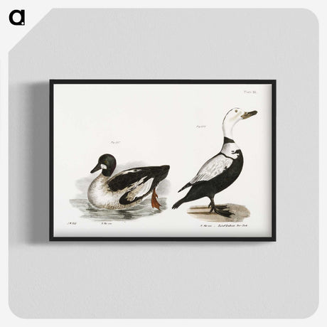 2-40_Zoology-of-New-York_blk-crop