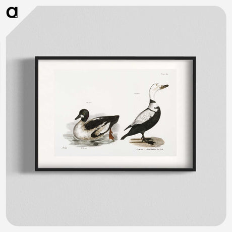 2-40_Zoology-of-New-York_blk