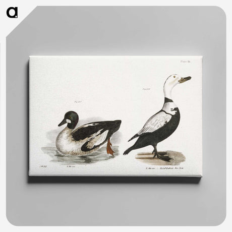 2-40_Zoology-of-New-York_canvas