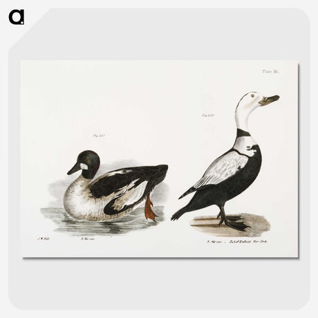 2-40_Zoology-of-New-York_picture-crop