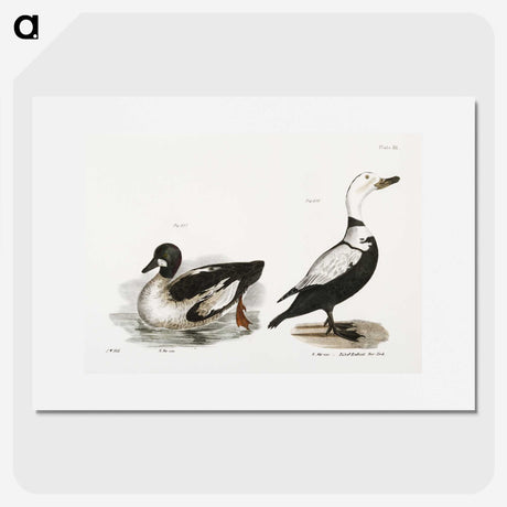 2-40_Zoology-of-New-York_picture