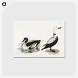 2-40_Zoology-of-New-York_postcard