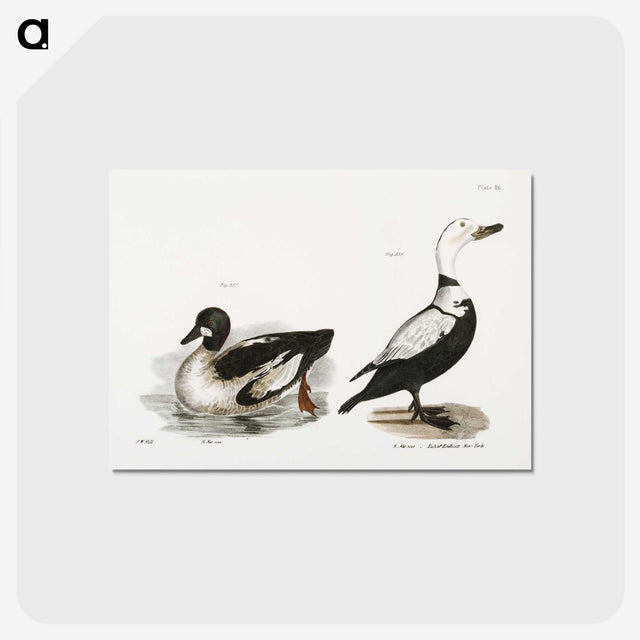 2-40_Zoology-of-New-York_postcard
