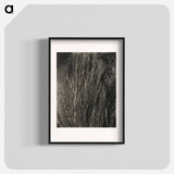 Poplars—Lake George - アルフレッド スティーグリッツ Poster.
