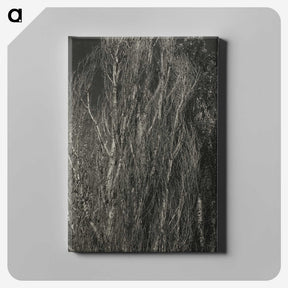 2-41_Alfred-Stieglitz_canvas