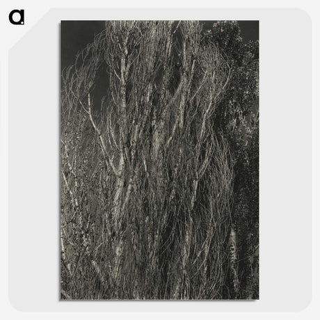 2-41_Alfred-Stieglitz_picture-crop